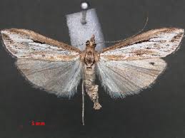 Image result for Euclasta