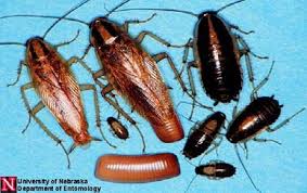 Picture Of Bed Bugs Anatomy And Diagram