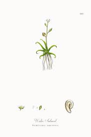 Image result for Subularia