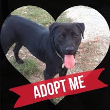 Are U Looking For A Lab Doulche Is Tons Of Fun Let Him Loose In Your Back Yard And He Loves To Be Chased Located In Ma Animal Rescue All About