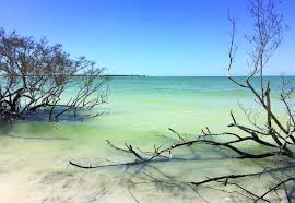 Honeymoon Island State Park Florida State Parks