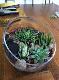 I am not sure what kind of cactus is it but am guessing it's a bunny ears cactus. Pin By Virginia M On Terrariums Cactus Terrarium Succulents Succulent Terrarium