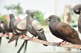 Control of pigeons through population reduction techniques is generally both less desirable and less effective than removing their food sources or blocking for proofing, professional pest controllers will use methods such as barriers, spikes, nets and wire to great effect. Membership Fees