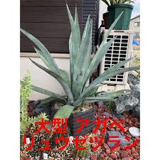 メルカリ 超大型 アガベ リュウゼツラン 高さ約100 幅約70 植物 観葉植物 37 600 中古や未使用のフリマ