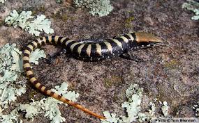 Black And White Striped Lizard Arizona Madrean Alligator Lizard Elgaria Kingii Reptiles Of Arizona