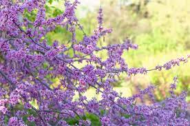 Plant lavender twist weeping redbud tree to attract. 10 Recommended Spring Flowering Trees And Shrubs