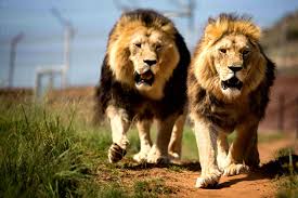 Последние твиты от lions clubs (@lionsclubs). Volunteer Work With Lions In South Africa Lionsrock Lion Sanctuary Oyster Worldwide