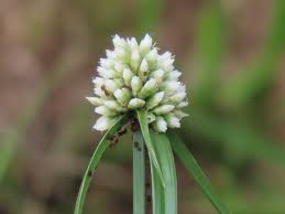 Image result for Cyperus dubius
