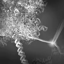 Player profile page of florian neuhaus ( soccer ) with player details, recent matches and career statistics Https Www Biophysics Org Portals 0 Easydnnnews Uploads 2174 2014 Program Guide Pdf