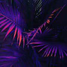 Download all photos and use them even for commercial projects. Pin By Deziner On 16x9 Neon Wallpaper Dark Purple Wallpaper Neon Aesthetic