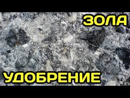 можно ли сажать помидоры по два в лунку видео Chto Klast V Lunku Pri Posadke Pomidorov Kakoe Udobrenie Dobavit Pokupnye Preparaty Narodnye Sredstva Foto Video Sadovodstvo I Ogorodnichestvo Sad Sa