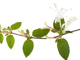 A twining climber, honeysuckle requires support and can grow up to 30 feet. 14 Fragrant Plants That Make Your Home And Garden Smell Heavenly