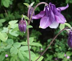 Light purple, pink or even white (cultivar dependent), fragrant, flowers in terminal clusters, 4 to 7 inches long, appearing in may. Native Plant Of The Month Columbines Shadow