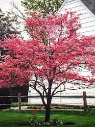 Maybe you would like to learn more about one of these? Buy Dogwood Trees Dogwood Trees For Sale The Tree Center