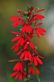 Pin On Rain Garden Wet Tolerant Plants