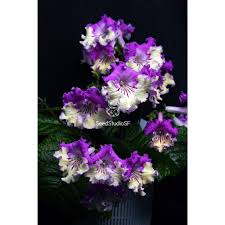 Image result for Streptocarpus solenanthus × eylesii
