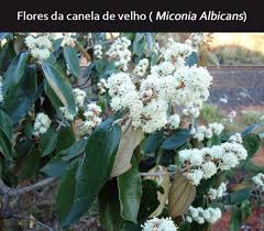 Para Que Serve O Remédio Canela De Velho Canela De Velho Tudo Sobre Essa Planta Guia Completo Canela De Velho Canela Velhos
