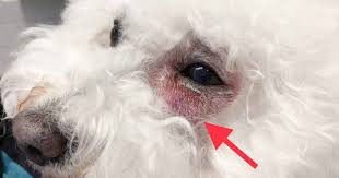 Help My Dog Has A Lump On The Face Walkerville Vet