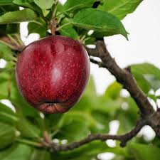 Granny smith apple tree for sale at chief river nursery. Buy Bare Root Red Delicious Apple Trees For Sale Chief River Nursery Chief River Nursery