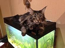 When i got him, 06/03/11, they said he was about 2 months old and he weighed 2 lbs. Maine Coon Wikipedia