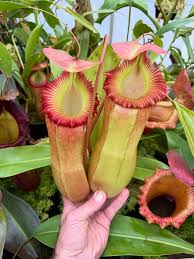 Image result for Sabicea venosa