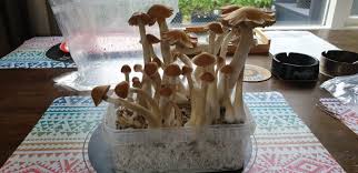 Forget other so called natural wonders of the world these lovely little beauties are the natural. 24high