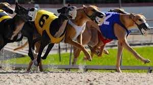 Racing greyhound vs show greyhound. Greyhound Racing The Ultimate Guide To Dog Racing Bets