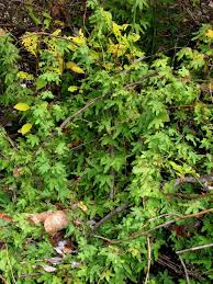 Image result for Lygodium smithianum