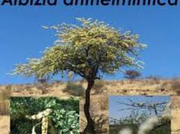 Image result for Albizia anthelmintica