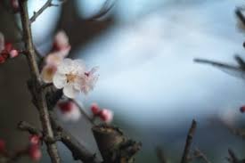 Fruiting japanese apricot (ume) single pink. What Is A Japanese Apricot Caring For A Japanese Flowering Apricot