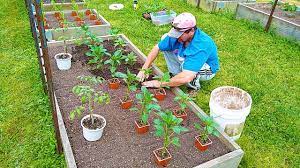 Grow A Garden Step By Step Reliable Beginners Guide How To Start Vegetable Seeds Container Plant Youtube Container Plants Garden Steps Starting A Garden
