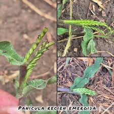 Image result for Urochloa panicoides