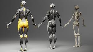 Almost all parts of your body have a corresponding reflex area on your Artstation Human Bone Muscle Fat With 3 Views Wanoco 4d