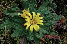 Image result for Haplocarpha