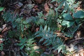 Image result for Asplenium bugoiense