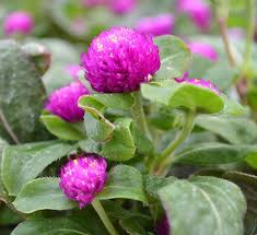 Image result for Sphaeranthus gomphrenoides