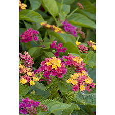Image result for Lantana moldenkei