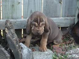 Parents are spirit ad bo. Bloodhound Puppies Price 350 00 For Sale In Fort Worth Texas Best Pets Online