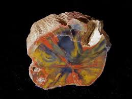 Rainbow Petrified Wood Araucarioxylon Arizonicum Arizona State Fossil Petrified Wood Minerals And Gemstones Rocks And Gems