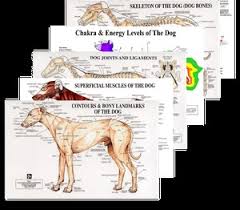 Petmassage Anatomical Charts The Perfect Gifts For The Dog