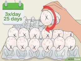 How To Hatch Turkey Eggs In An Incubator 12 Steps With