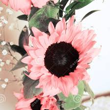 Pentingnya bunga matahari ini sama dengan matahari yang selalu. Bibit Bunga Matahari Pink Benih Bunga Matahari Pink Biji Bunga Matahari Pink Sunflower Pink Benih Tanaman Bunga Matahari Pink Biji Bunga Matahari Pink Bunga Matahari Cod Lazada Indonesia