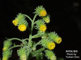 Image result for Blumea