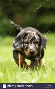 Though slow to mature both physically and mentally, they can be trained to a high level. Harlequin Beauceron Puppies For Sale Off 63 Www Usushimd Com