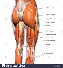 Gluteal Muscles Stock Photos Gluteal Muscles Stock Images
