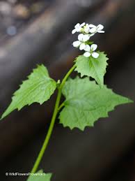 Image result for Setaria petiolata