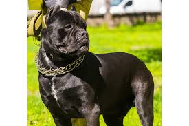 Cane Corso Egitimi Kopek Egitimi Merkezi Ve Evde Kopek Egitimi