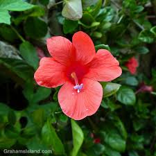 Image result for Barleria