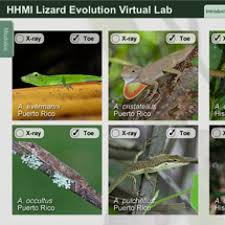 Species producing more offspring than can survive. Lizard Evolution Virtual Lab