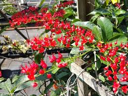 Image result for Combretum falcatum